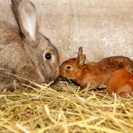 La Porte D'arcy - Grand Jardin Et Piscine Partagee * Fère-en-Tardenois